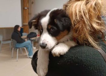 professeure décide amener chien classe