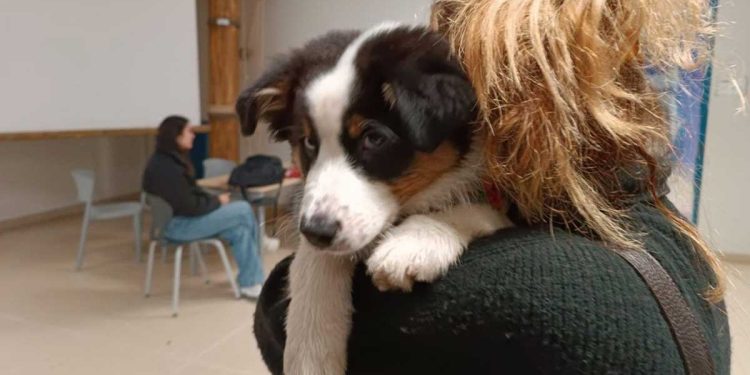 Elle ne sait pas à qui confier son chien, la professeure décide de l'amener en classe ! 1 professeure décide amener chien classe