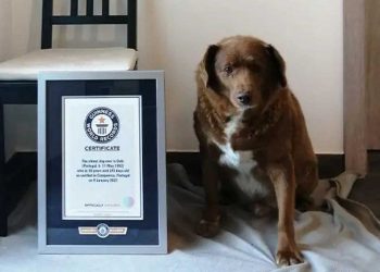 propriétaire Bobi chien le plus âgé flaire complot