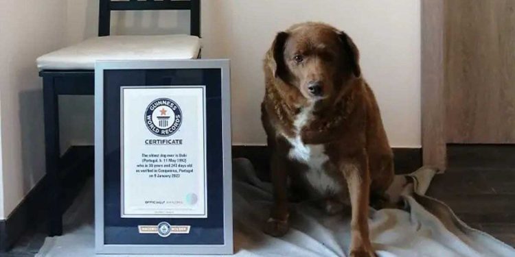 propriétaire Bobi chien le plus âgé flaire complot