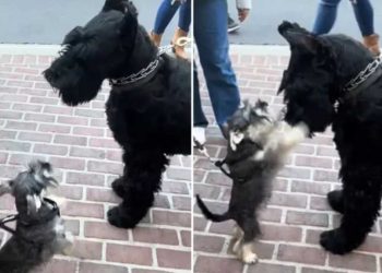 schnauzer géant rencontré version miniature