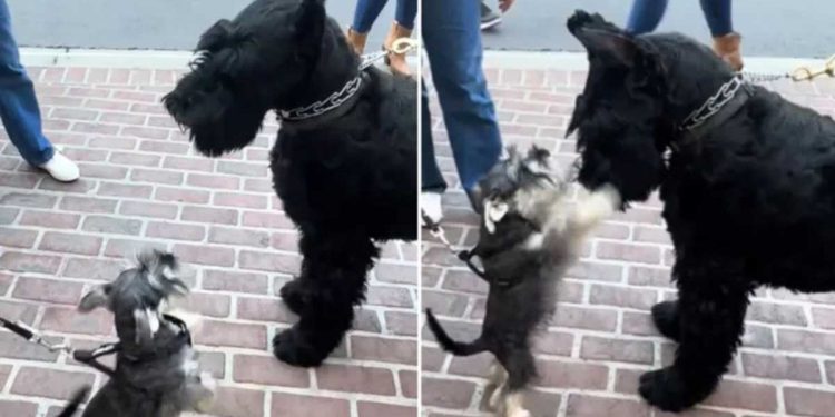 schnauzer géant rencontré version miniature