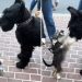 Un schnauzer géant "s'est rencontré" lors d'une promenade, mais en version miniature. La vidéo a pris d'assaut Internet 5 schnauzer géant rencontré version miniature