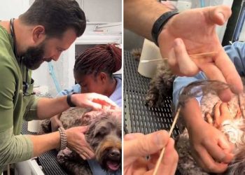 vétérinaire montré retiré oreille chien