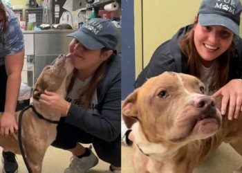 vie misère chien touché tête terminée