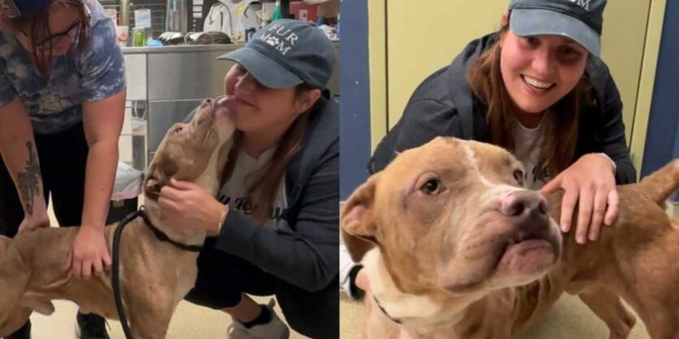 vie misère chien touché tête terminée