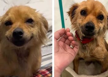 vie sauvée petit chien sourire