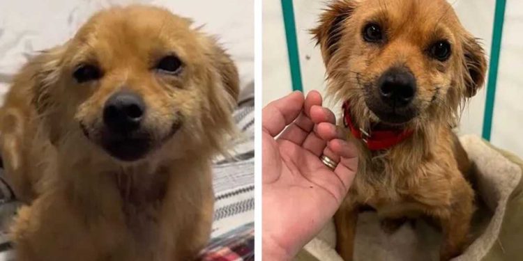 vie sauvée petit chien sourire