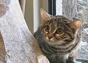 zoo accueille chat le plus meurtrier du monde