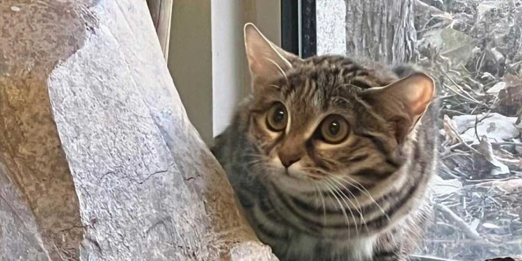 zoo accueille chat le plus meurtrier du monde