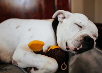 Combien de temps les chiens dorment-ils