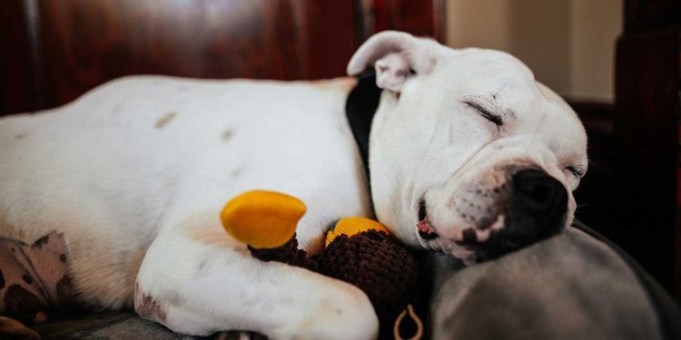 Combien de temps les chiens dorment-ils ? 1 Combien de temps les chiens dorment-ils