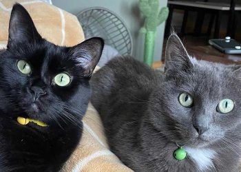 Elle rentra chez elle et regarda le cou du chat