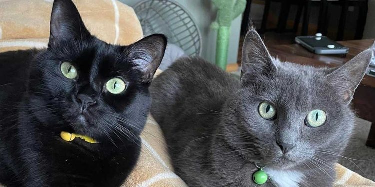 Elle rentra chez elle et regarda le cou du chat. Elle ne pouvait pas croire que cela arrivait 1 Elle rentra chez elle et regarda le cou du chat