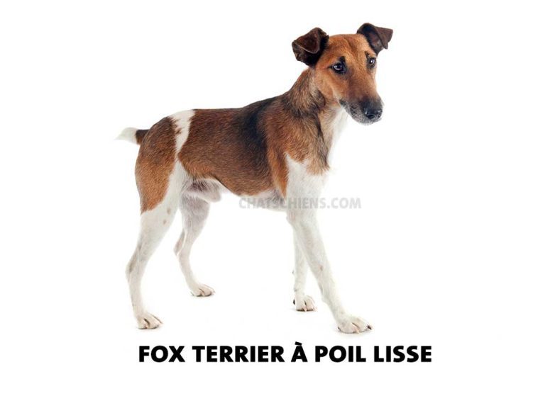 Fox Terrier à poil lisse