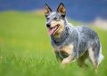 Races de chiens australiens