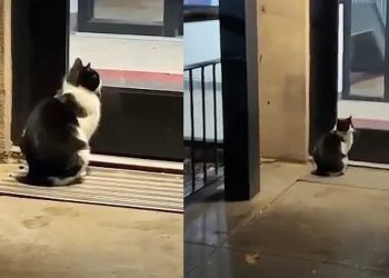 chat attendait devant la porte du bâtiment