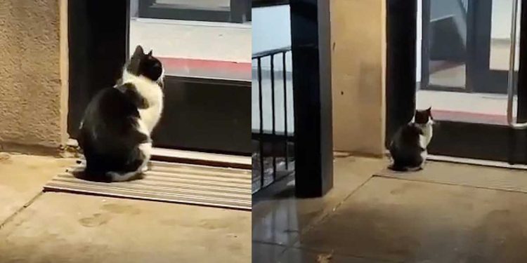 chat attendait devant la porte du bâtiment