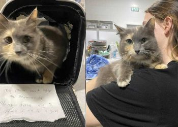 chat est abandonné avec un mot devant le refuge