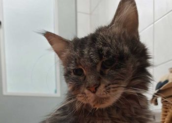 chatte accouchement triste vérité apparue