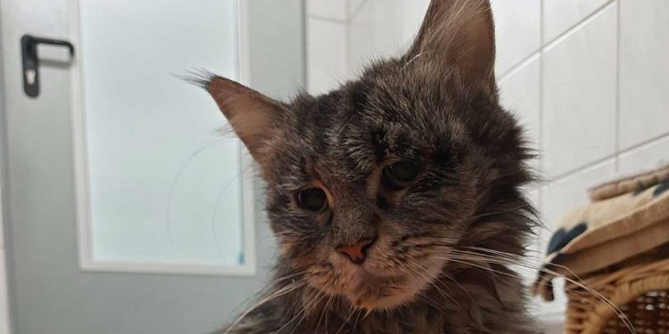 chatte accouchement triste vérité apparue