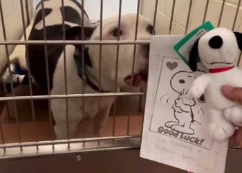 chien attend refuge 660 jours enfant lettre