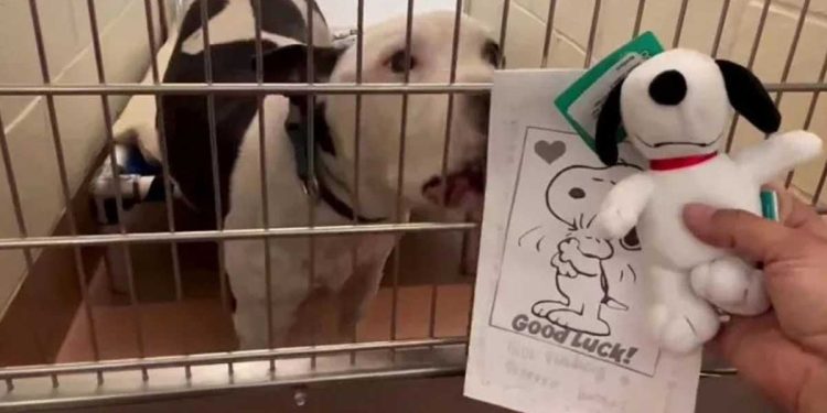 Le chien attend au refuge depuis 660 jours jusqu'à ce qu'il reçoive la nouvelle. L'enfant a mis tout son cœur dans la lettre 1 chien attend refuge 660 jours enfant lettre