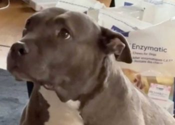 couple décidé se séparer chien souffert rupture