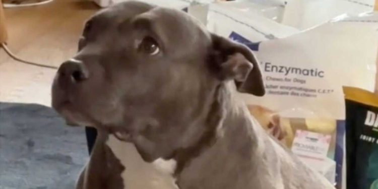 couple décidé se séparer chien souffert rupture