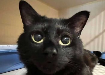 désespoir du chat a duré 341 jours