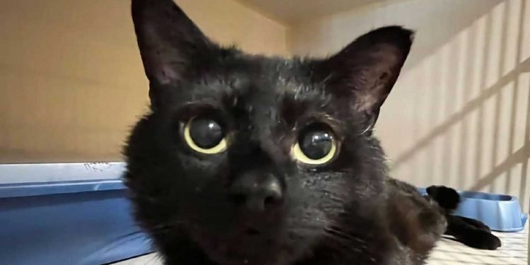 désespoir du chat a duré 341 jours