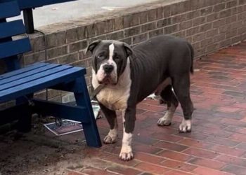 énorme pitbull attaché à un banc