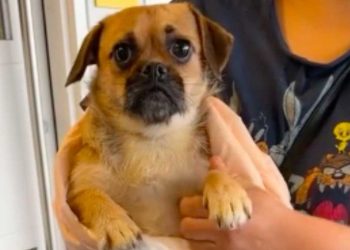 famille emmenait chien refuge enregistrement