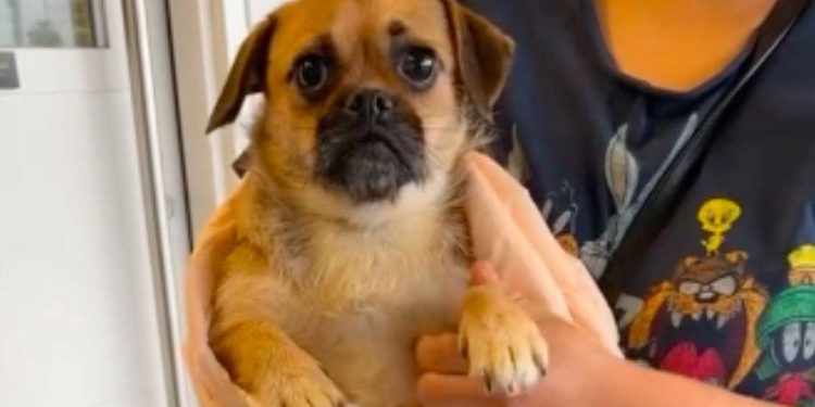 famille emmenait chien refuge enregistrement