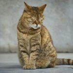 L'huile de noix de coco et les chats