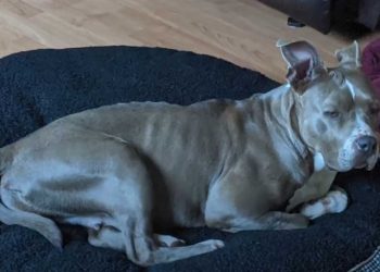 pitbull devait être euthanasiée enceinte