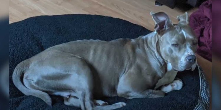 pitbull devait être euthanasiée enceinte