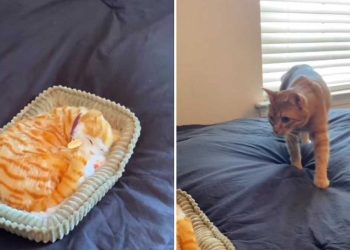 plan faire blague chat faux chaton