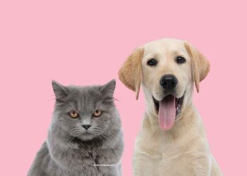 races de chiens qui s'entendent mieux avec les chats