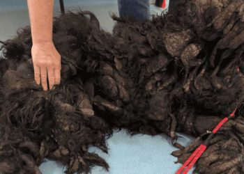 triste résultat années négligence canine