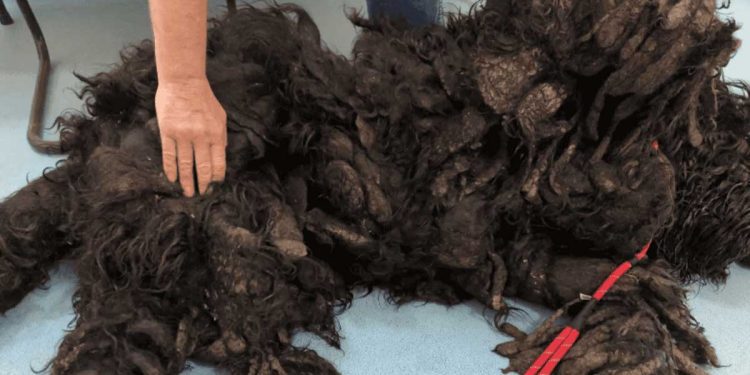 triste résultat années négligence canine