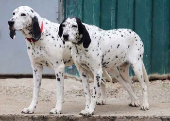 5 ans passent et ils retournent au refuge