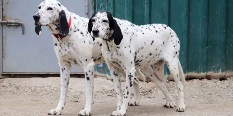 5 ans passent et ils retournent au refuge