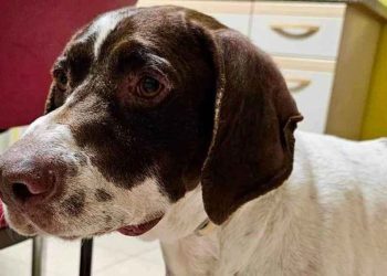 Après des années ensemble ils ont confié le chien au refuge en plein hiver