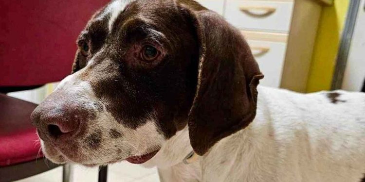 Après des années ensemble ils ont confié le chien au refuge en plein hiver