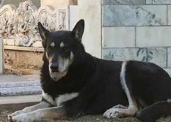 Capitan chien fidèle dort sur la tombe de son maître pendant six ans