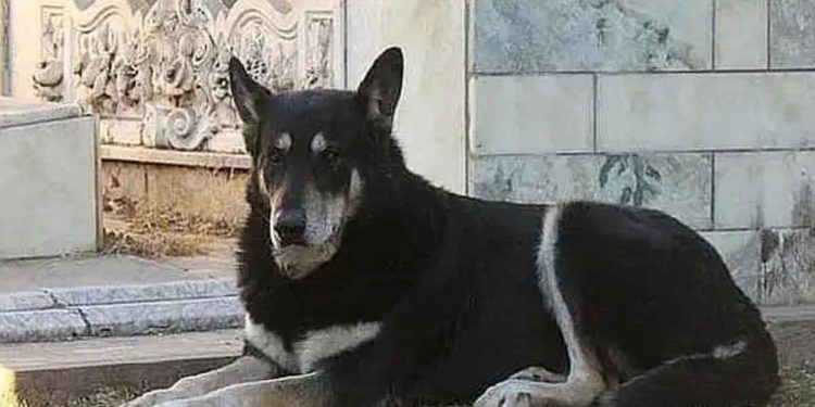 Capitan chien fidèle dort sur la tombe de son maître pendant six ans