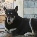 Capitan chien fidèle dort sur la tombe de son maître pendant six ans
