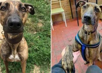 Cette chienne a vu 941 animaux adoptés dans un refuge en attendant un foyer