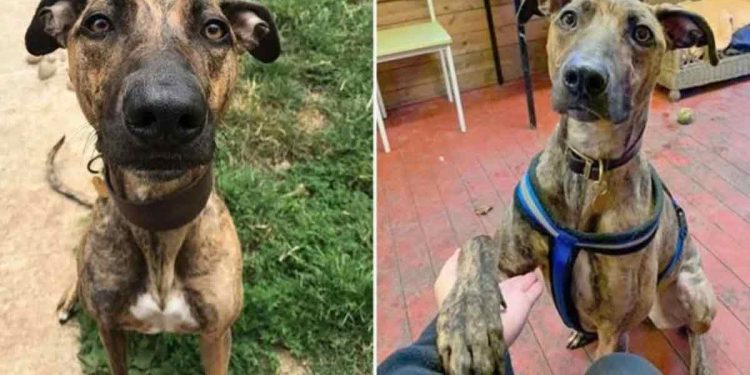 Cette chienne a vu 941 animaux adoptés dans un refuge en attendant un foyer 1 Cette chienne a vu 941 animaux adoptés dans un refuge en attendant un foyer